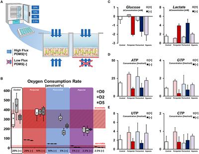 Induction of in vitro Metabolic Zonation in Primary Hepatocytes Requires Both Near-Physiological Oxygen Concentration and Flux